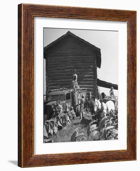 Harvesting Tobacco-Marie Hansen-Framed Photographic Print