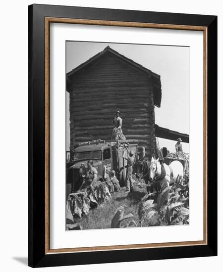 Harvesting Tobacco-Marie Hansen-Framed Photographic Print