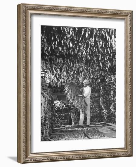 Harvesting Tobacco-Marie Hansen-Framed Photographic Print