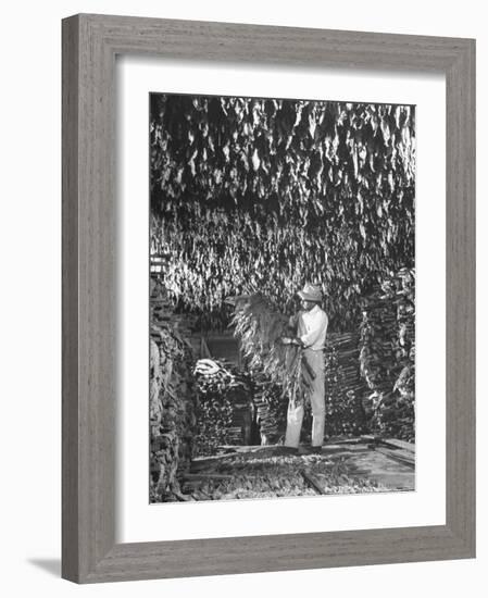 Harvesting Tobacco-Marie Hansen-Framed Photographic Print