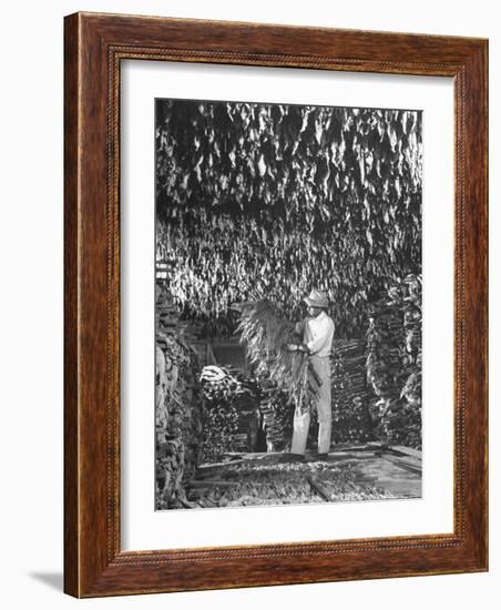 Harvesting Tobacco-Marie Hansen-Framed Photographic Print