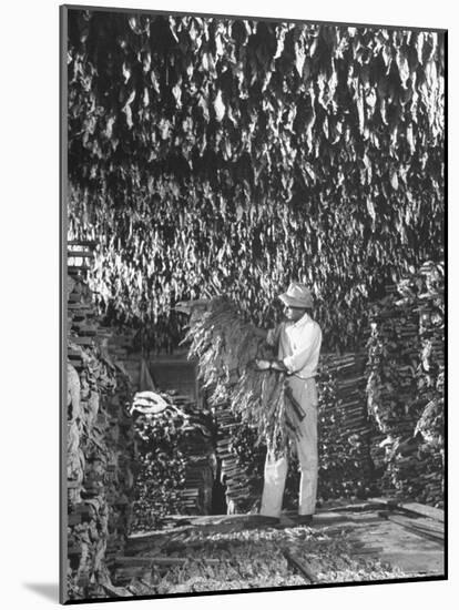 Harvesting Tobacco-Marie Hansen-Mounted Photographic Print