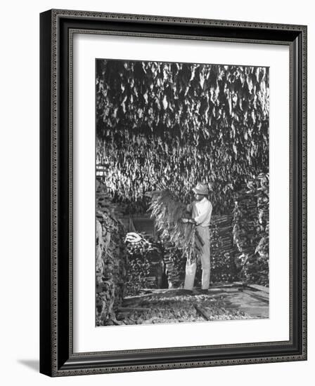 Harvesting Tobacco-Marie Hansen-Framed Photographic Print