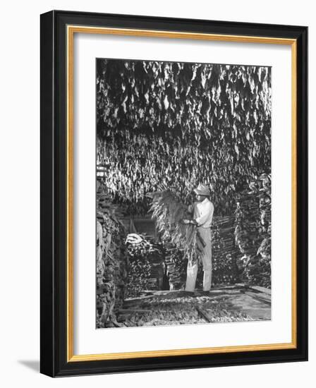 Harvesting Tobacco-Marie Hansen-Framed Photographic Print