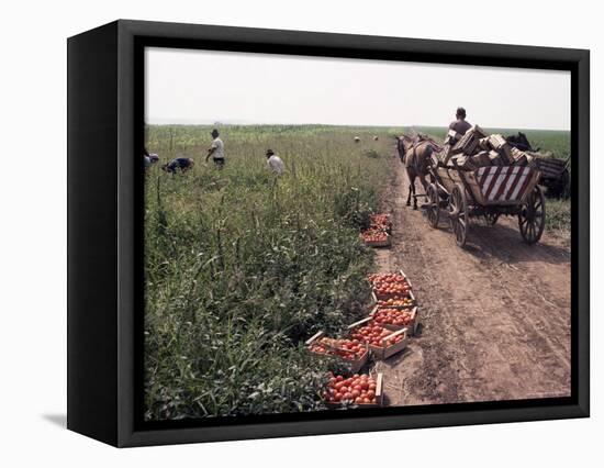 Harvesting Tomatoes, Cetate, Romania-Adam Woolfitt-Framed Premier Image Canvas