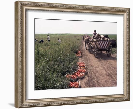 Harvesting Tomatoes, Cetate, Romania-Adam Woolfitt-Framed Photographic Print