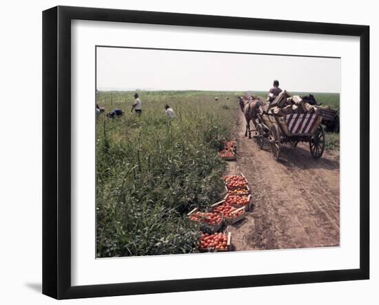 Harvesting Tomatoes, Cetate, Romania-Adam Woolfitt-Framed Photographic Print