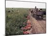 Harvesting Tomatoes, Cetate, Romania-Adam Woolfitt-Mounted Photographic Print