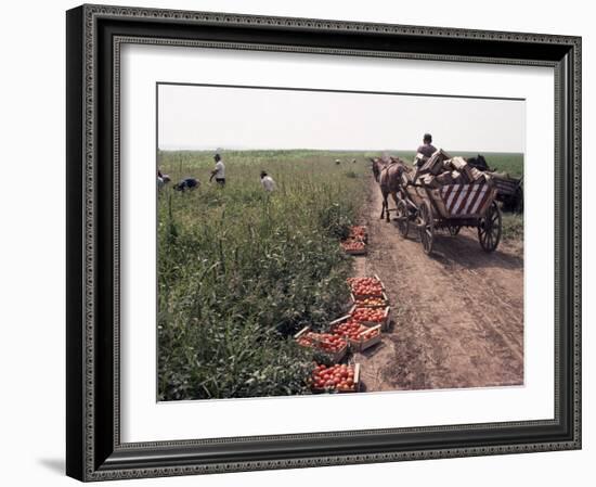 Harvesting Tomatoes, Cetate, Romania-Adam Woolfitt-Framed Photographic Print