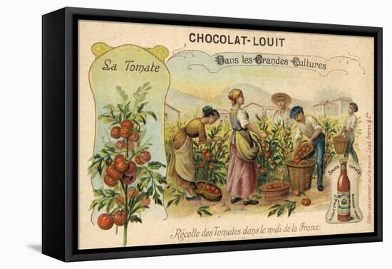 Harvesting Tomatoes in the South of France-null-Framed Premier Image Canvas