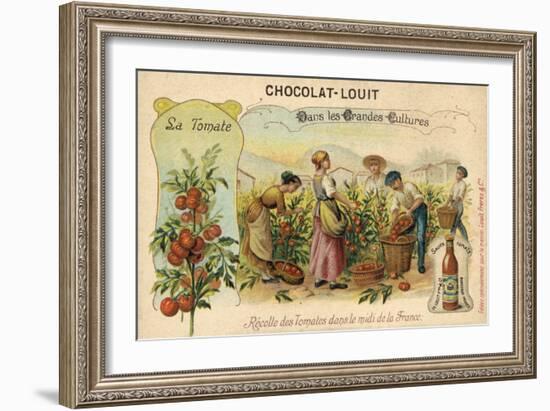 Harvesting Tomatoes in the South of France-null-Framed Giclee Print