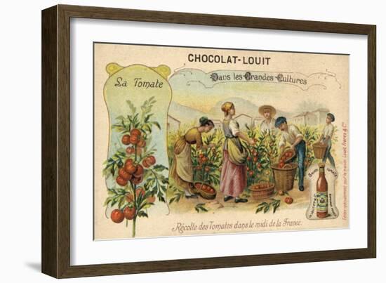 Harvesting Tomatoes in the South of France-null-Framed Giclee Print