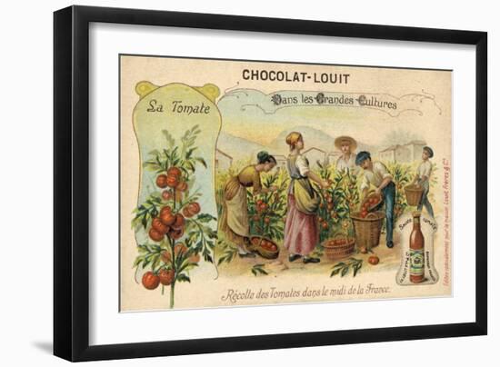 Harvesting Tomatoes in the South of France-null-Framed Giclee Print