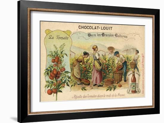 Harvesting Tomatoes in the South of France-null-Framed Giclee Print