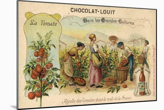 Harvesting Tomatoes in the South of France-null-Mounted Giclee Print
