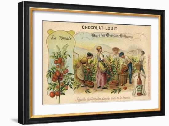 Harvesting Tomatoes in the South of France-null-Framed Giclee Print