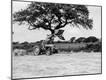 Photographic Print