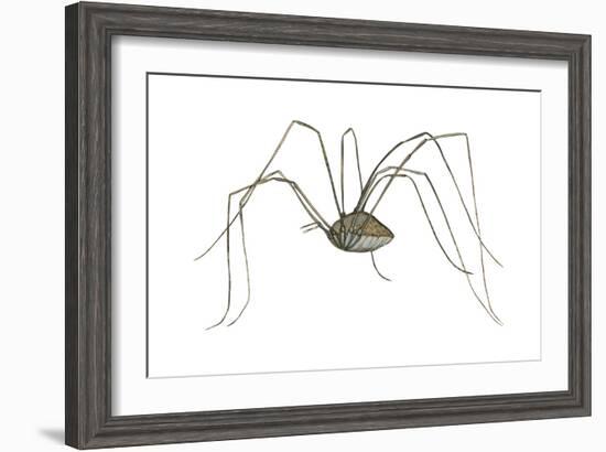 Harvestman (Leiobunum Flavum), Spider, Arachnids-Encyclopaedia Britannica-Framed Art Print