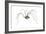 Harvestman (Leiobunum Flavum), Spider, Arachnids-Encyclopaedia Britannica-Framed Art Print