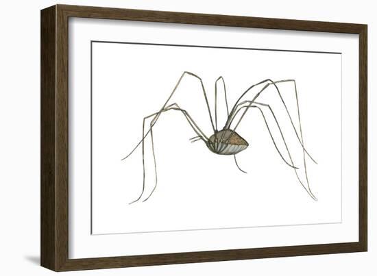 Harvestman (Leiobunum Flavum), Spider, Arachnids-Encyclopaedia Britannica-Framed Art Print