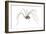 Harvestman (Leiobunum Flavum), Spider, Arachnids-Encyclopaedia Britannica-Framed Art Print