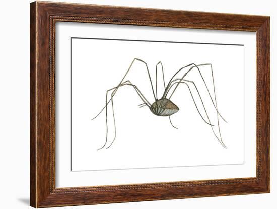 Harvestman (Leiobunum Flavum), Spider, Arachnids-Encyclopaedia Britannica-Framed Art Print