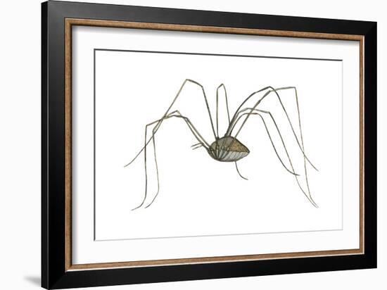 Harvestman (Leiobunum Flavum), Spider, Arachnids-Encyclopaedia Britannica-Framed Art Print