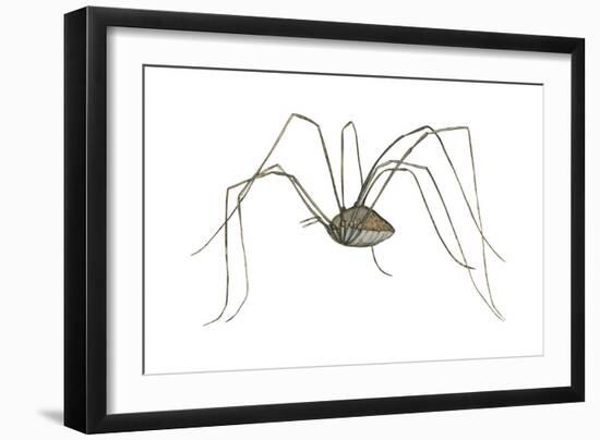 Harvestman (Leiobunum Flavum), Spider, Arachnids-Encyclopaedia Britannica-Framed Art Print