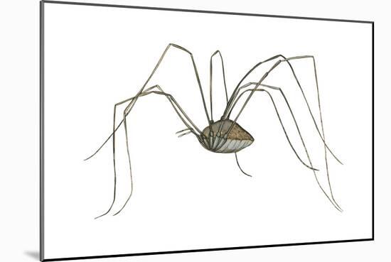 Harvestman (Leiobunum Flavum), Spider, Arachnids-Encyclopaedia Britannica-Mounted Art Print