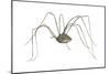 Harvestman (Leiobunum Flavum), Spider, Arachnids-Encyclopaedia Britannica-Mounted Art Print