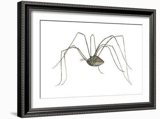 Harvestman (Leiobunum Flavum), Spider, Arachnids-Encyclopaedia Britannica-Framed Art Print