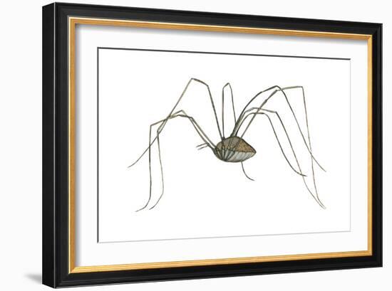 Harvestman (Leiobunum Flavum), Spider, Arachnids-Encyclopaedia Britannica-Framed Art Print