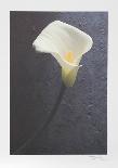 Solo Flower-Harvey Edwards-Collectable Print