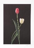 Tulips-Harvey Edwards-Collectable Print