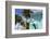 Hastings Beach, Christ Church, Barbados, West Indies, Caribbean, Central America-Frank Fell-Framed Photographic Print