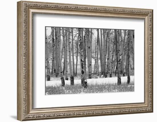 Hastings Mesa - Aspen Grove in Autumn near Ridgway Colorado-Panoramic Images-Framed Photographic Print