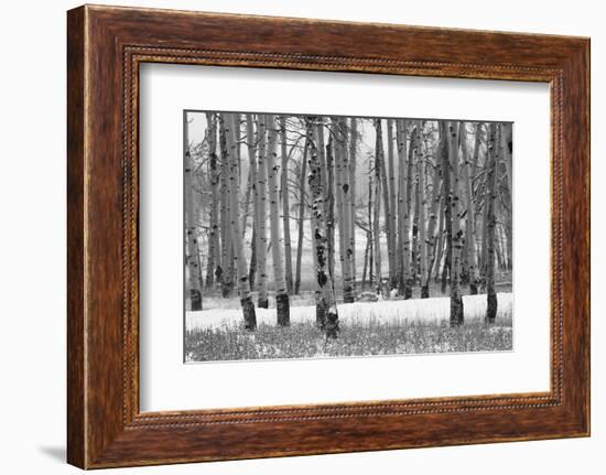 Hastings Mesa - Aspen Grove in Autumn near Ridgway Colorado-Panoramic Images-Framed Photographic Print