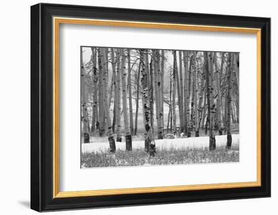 Hastings Mesa - Aspen Grove in Autumn near Ridgway Colorado-Panoramic Images-Framed Photographic Print