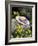 Hat and Daffodils, Louisville, Kentucky, USA-Adam Jones-Framed Photographic Print