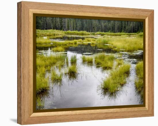 Hatcher's Pass creek marsh-Savanah Plank-Framed Stretched Canvas