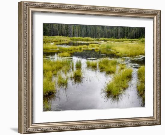 Hatcher's Pass creek marsh-Savanah Plank-Framed Photo