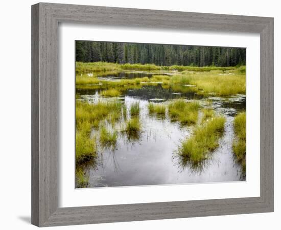 Hatcher's Pass creek marsh-Savanah Plank-Framed Photo