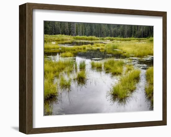 Hatcher's Pass creek marsh-Savanah Plank-Framed Photo