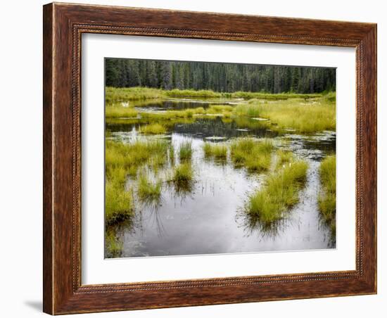 Hatcher's Pass creek marsh-Savanah Plank-Framed Photo