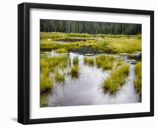 Hatcher's Pass creek marsh-Savanah Plank-Framed Photo