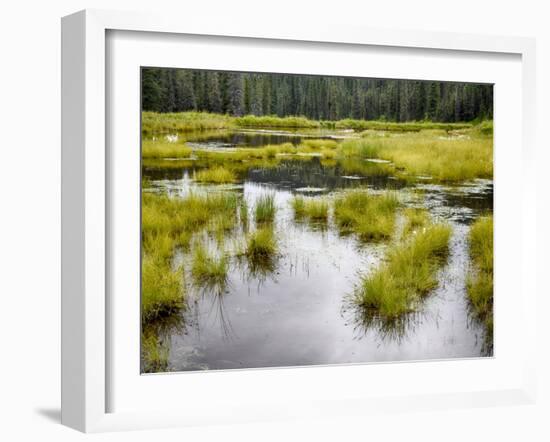 Hatcher's Pass creek marsh-Savanah Plank-Framed Photo