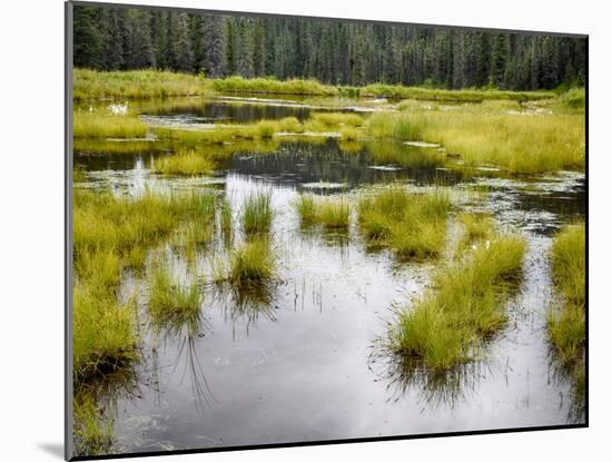 Hatcher's Pass creek marsh-Savanah Plank-Mounted Photo