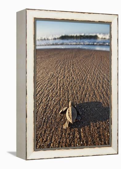 Hatchling Sea Turtle Heads to the Ocean-Paul Souders-Framed Premier Image Canvas