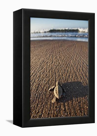 Hatchling Sea Turtle Heads to the Ocean-Paul Souders-Framed Premier Image Canvas