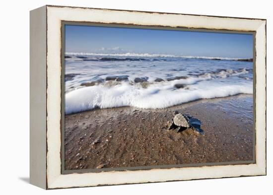 Hatchling Sea Turtle Heads to the Ocean-Paul Souders-Framed Premier Image Canvas